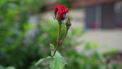 Videoaufnahme-Der-Roten-Rose-Und-Der-Geschlossenen-Knospe-Nach-Dem-Regen