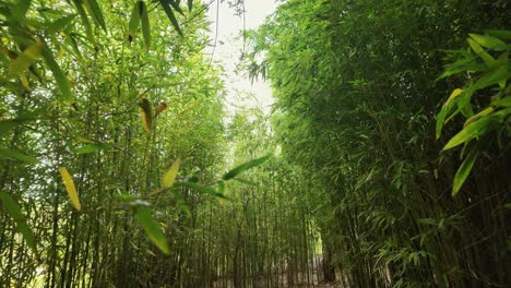 tracking out shot through lush bamboo forest in slow motion