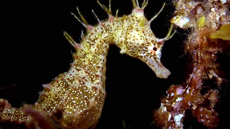 hippocampus breviceps short-headed seahorse south australia 4k 25fps