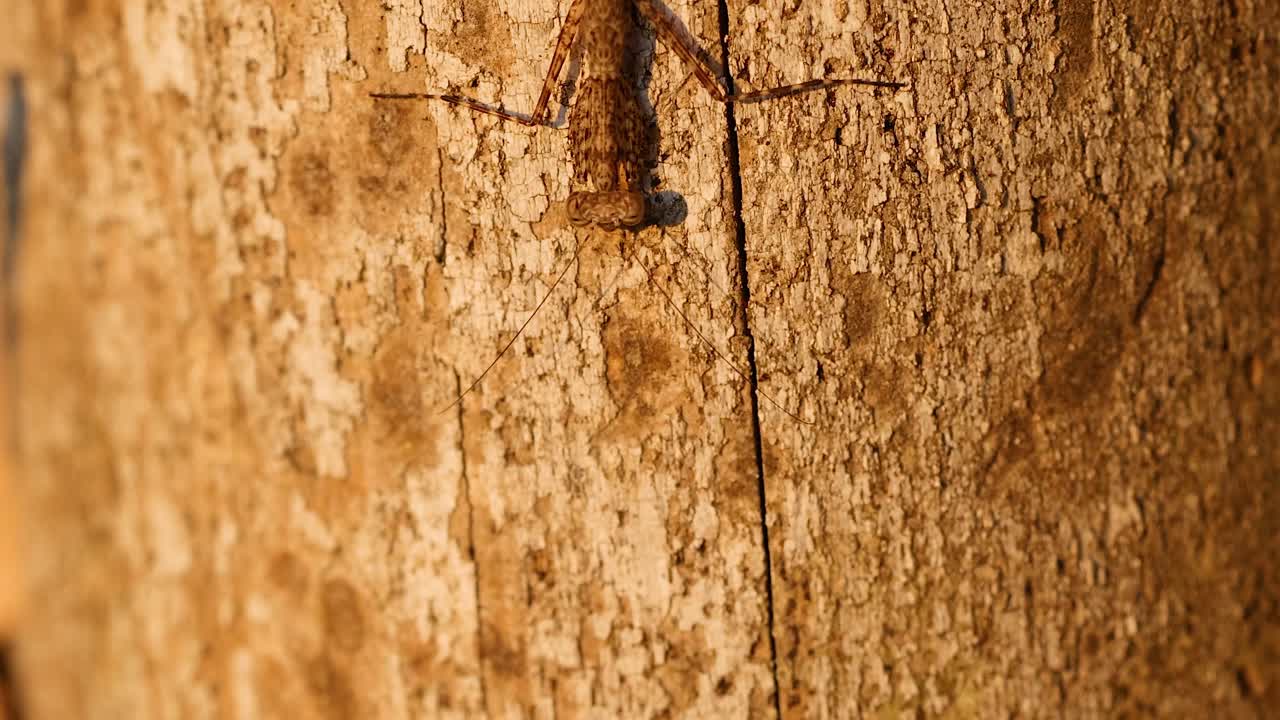Mantide religiosa che si arrampica sulla corteccia di un albero nella Gold Coast