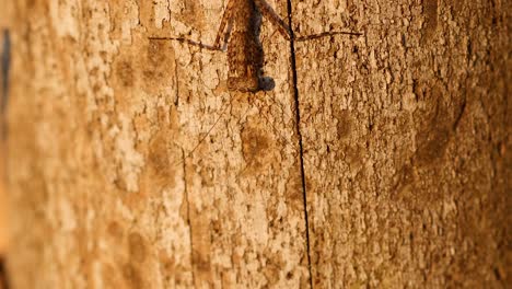 praying mantis climbing tree bark in gold coast