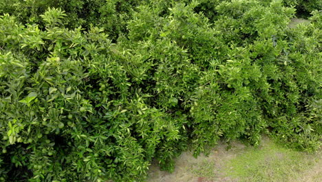 Orange-Grove.schöne-Orangenhaine-In-Der-Brasilianischen-Landschaft