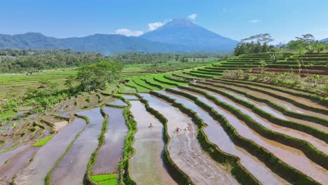 aerial view of farmers is working to plow the rice field. beautiful scenery of terraced rice field and mountain background in rural indonesia. tropical countryside. 4k drone footage.