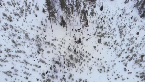 manada de alces se refugian entre los árboles en la nevada suecia salvaje - antena