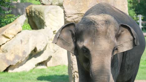 animals nature beutiful. elephant close up. big grey female elephant walking through the forest