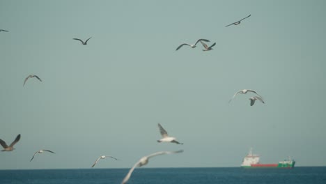 flock of seagulls flying over a tranquil blue ocean under a clear sky, capturing freedom and coastal beauty in a peaceful seaside setting, slow motion view