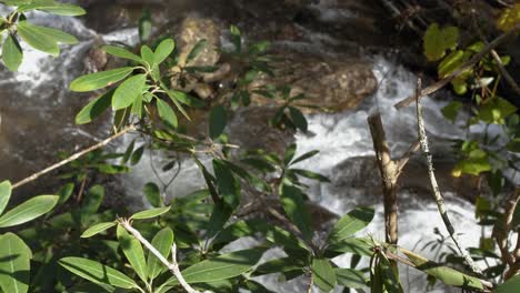 Leaves-along-mountain-brook-as-water-streams-past,-slow-motion,-4k