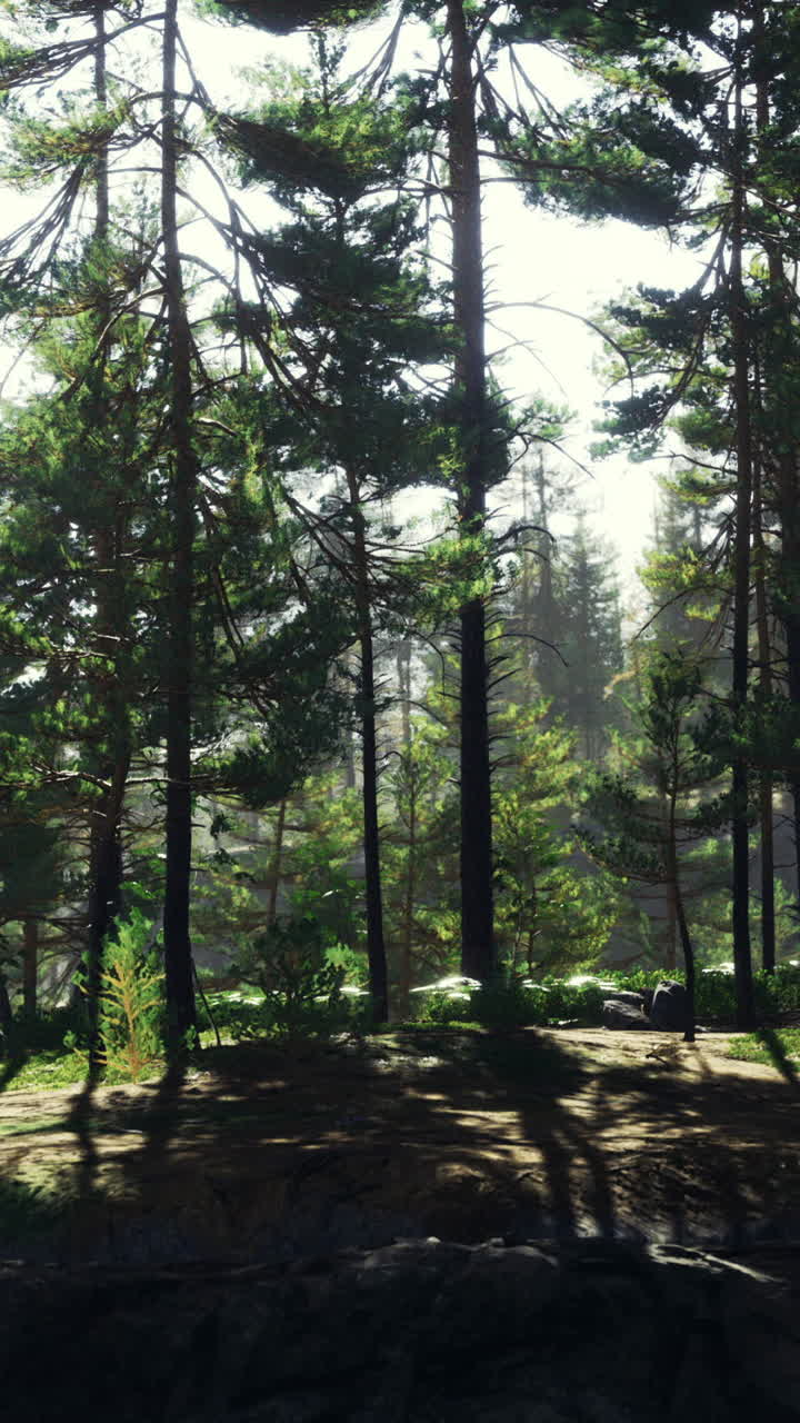 La luce del sole filtra attraverso alberi alti in un'ambientazione di foresta lussureggiante e verde