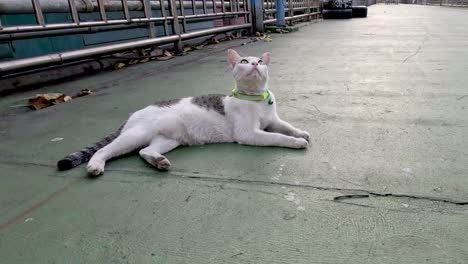 cat enjoys playful moments outdoors