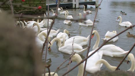 Wide-shot-of-white-swans-feeding-on-water-in-the-cold-UK