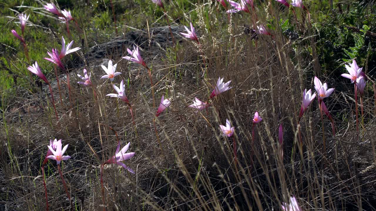 부드러운 바람에 움직이는 역광 야생화