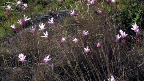 Backlit-wildflowers-moved-by-a-gentle-breeze