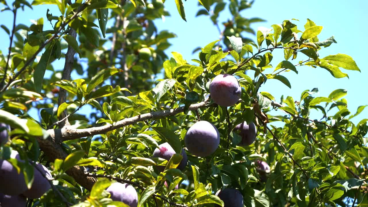 Frutti di prugna viola in maturazione su un ramo d'albero in una giornata calda e soleggiata