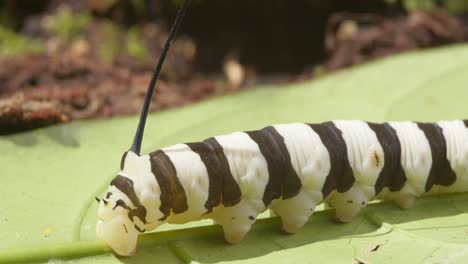 hawk moth caterpillar with its distinctive horn