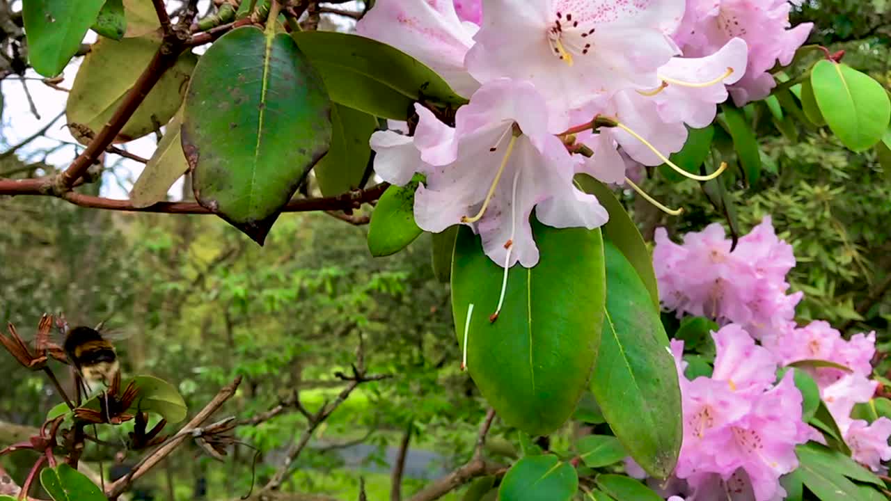 Slow Motion footage: a bumblebee insect in a garden, pollinates a pink flower and then flies away.