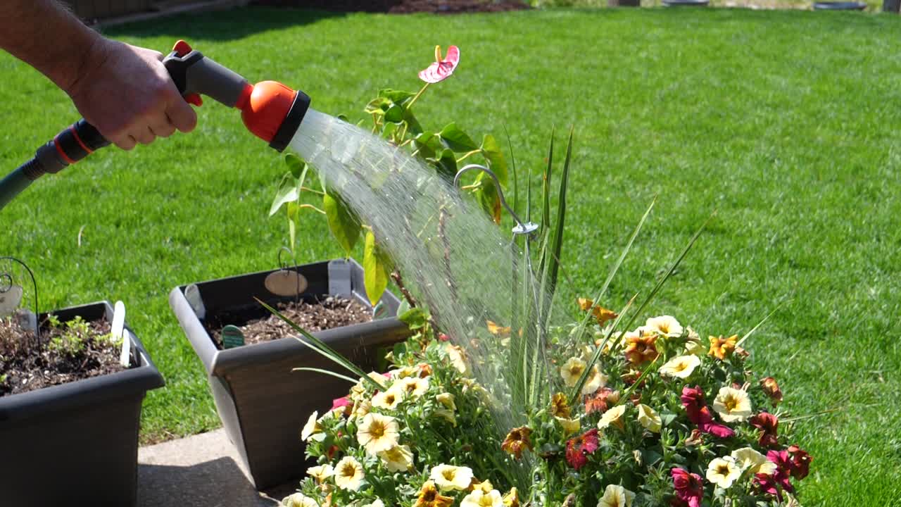 Tubo che innaffia fiori di petunia all'esterno - Slow motion a 180 fps.