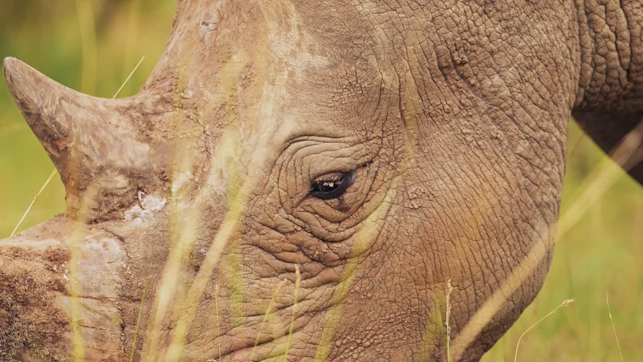 fotografía en cámara lenta de un rinoceronte en primer plano detalle del cuerno y el ojo mientras pastan en altas praderas en masai mara north conservancy, vida silvestre africana en la reserva nacional de masai mara, kenia