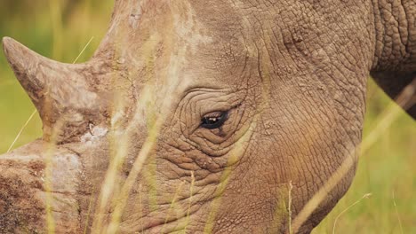 slow motion shot of rhino closeup detail of horn and eye while grazing tall grasslands in masai mara north conservancy, african wildlife in maasai mara national reserve, kenya