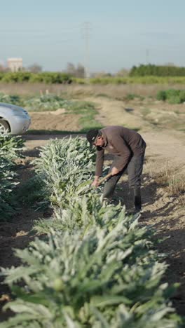 farmer working in an artichoke field