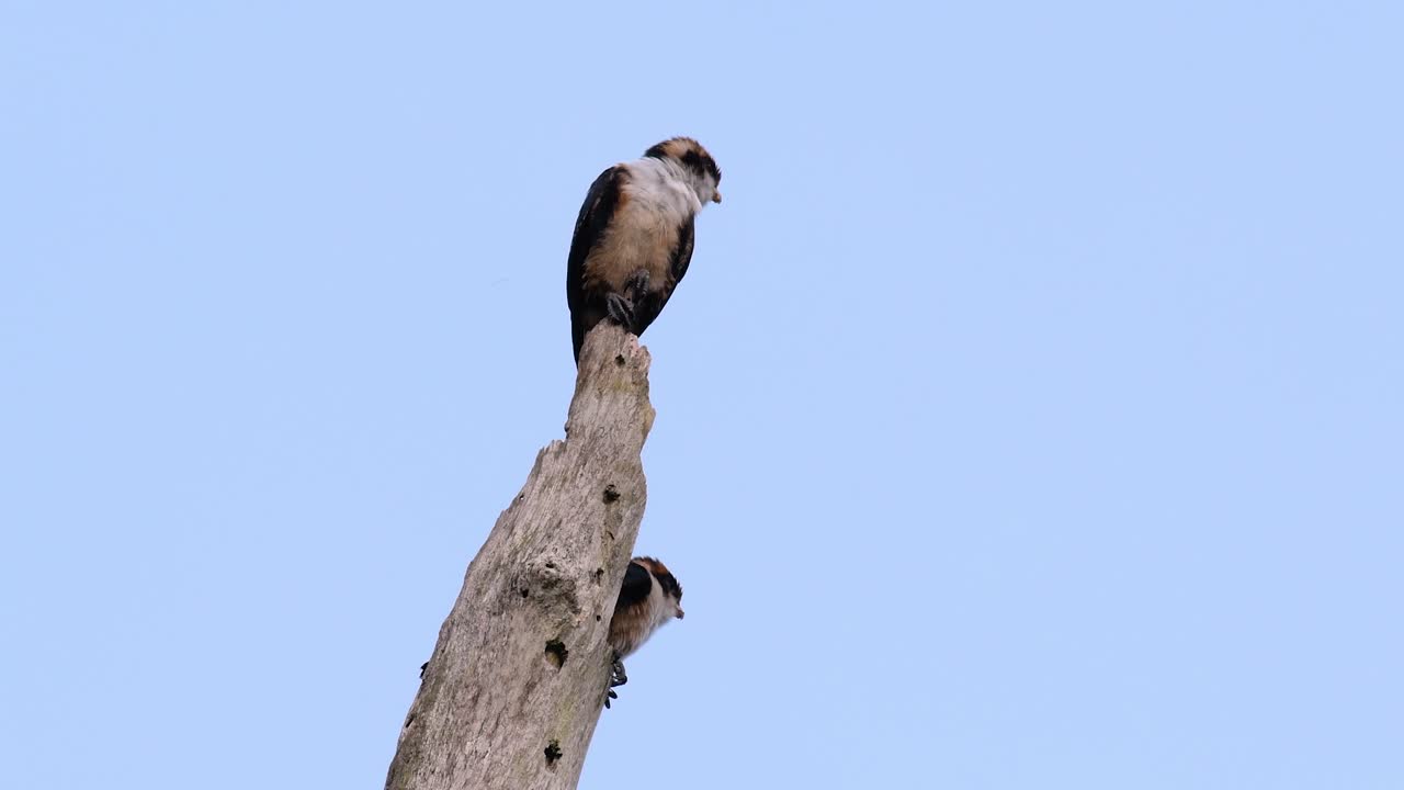 el falconet de muslo negro es una de las aves rapaces más pequeñas que se encuentran en los bosques de algunos países de asia