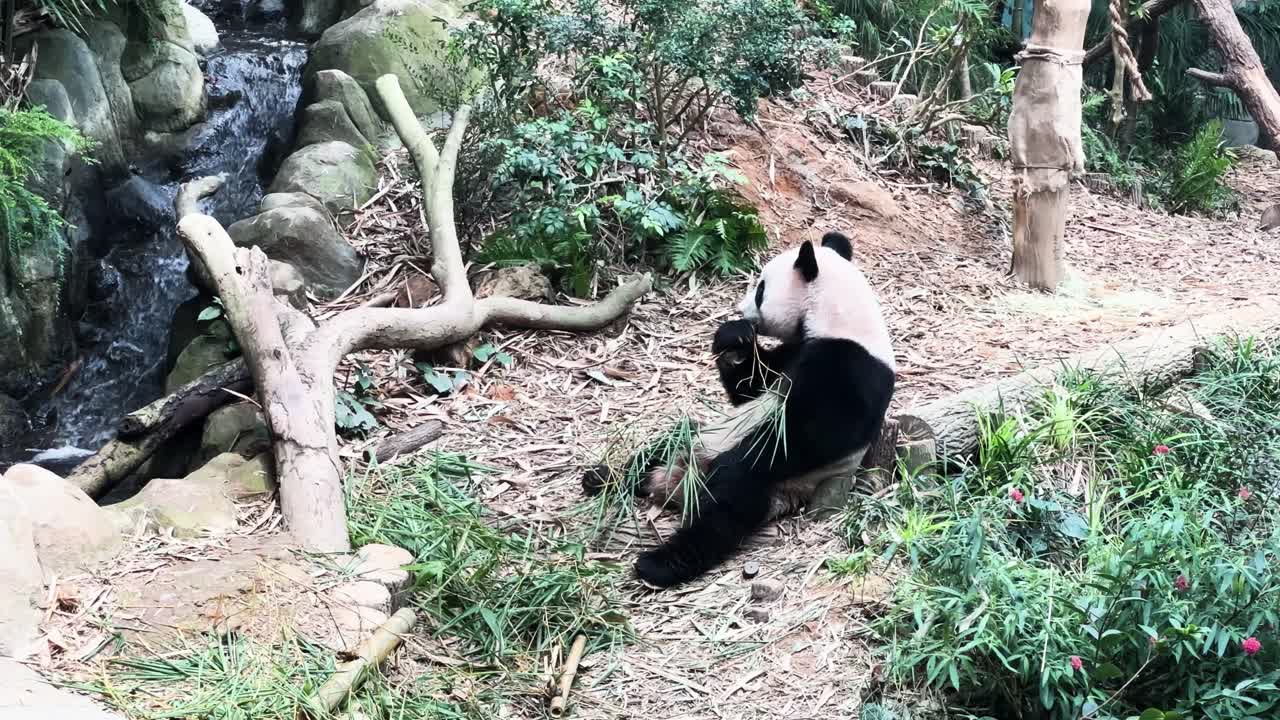 panda gigante comiendo hojas de bambú mientras está sentado en el suelo en el zoológico de singapur