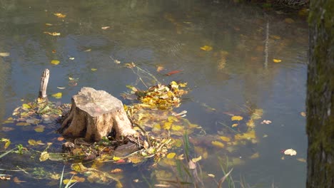 Wooden-trunk-in-river-during-sunny-day-in-autumn-day