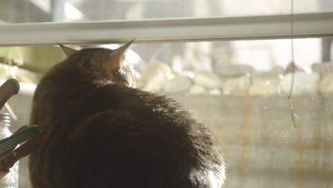 adorable cat resting by the window in the house, looks at another cat passing by outside