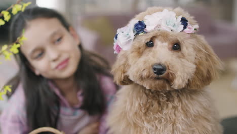 adorable maltipoo dog with headband