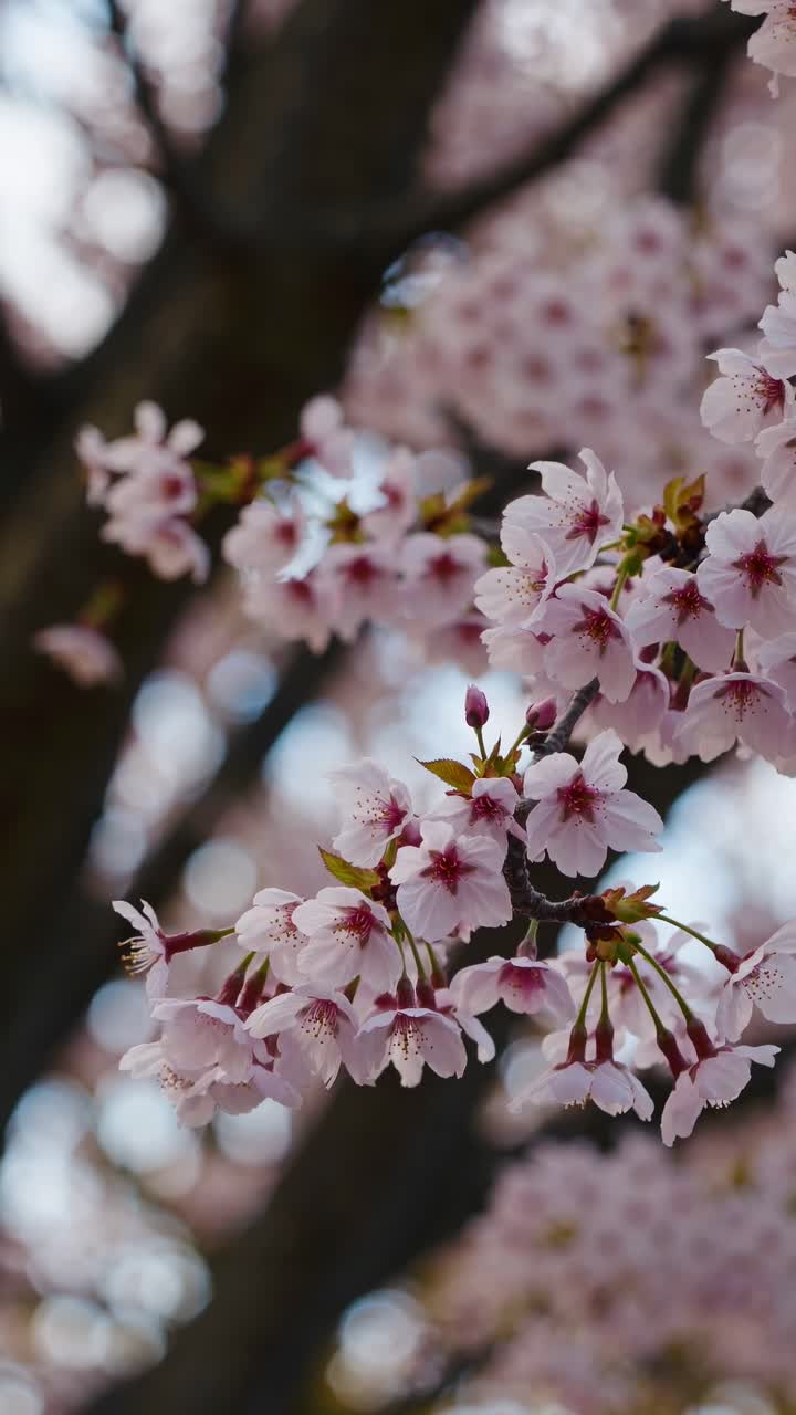 Video ravvicinato di ciliegi in fiore, ripreso da una angolazione bassa