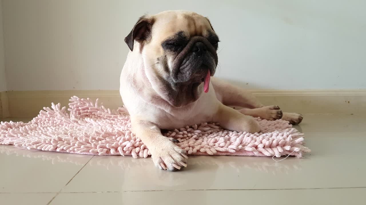 Close-up face of Cute pug puppy dog sleeping by chin and tongue lay down on mat floor and stretch lazily