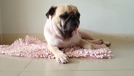 close-up face of cute pug puppy dog sleeping by chin and tongue lay down on mat floor and stretch lazily