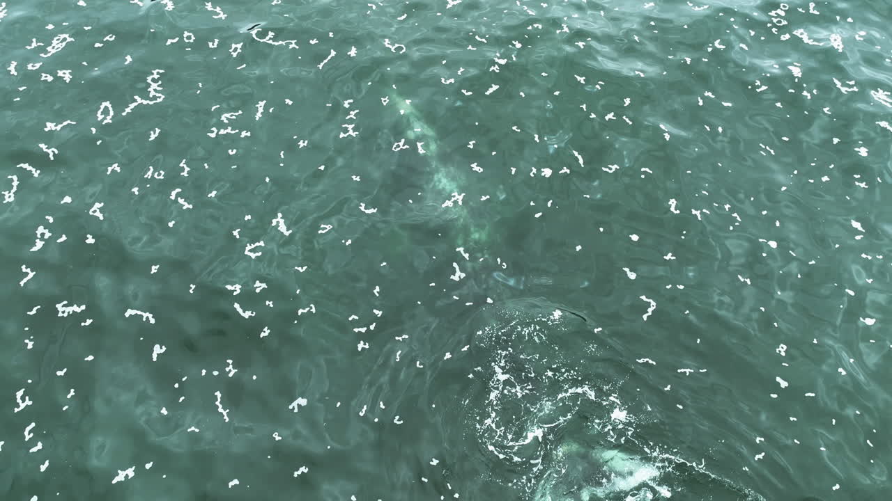 Aerial view circling a Grey Whale surfacing and diving into the sea, cloudy day