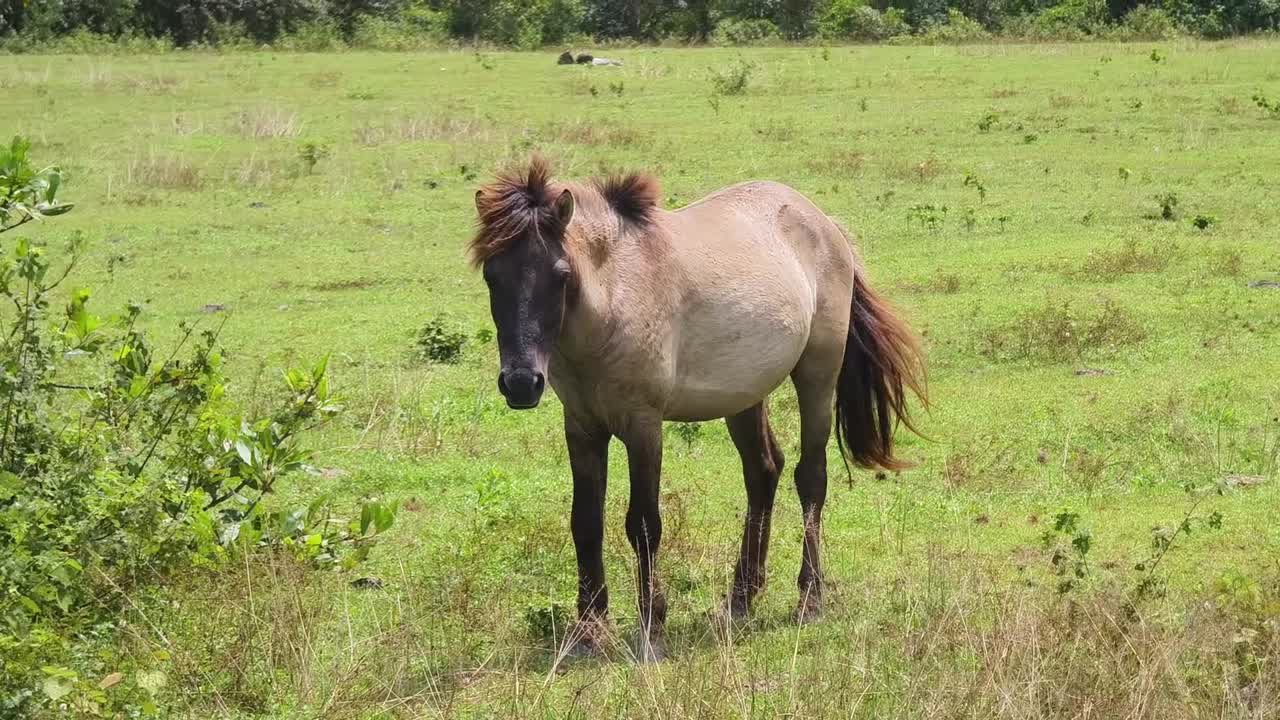 дикая лошадь в травяном поле