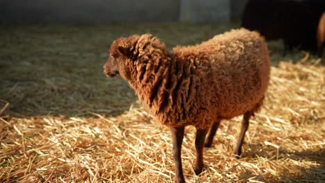 brown sheep in a barn