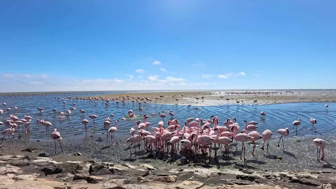 Flock of Flamingos in Natural Habitat