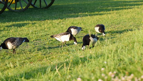 barnacle geese scavenging food on juicy green grass - golden hour