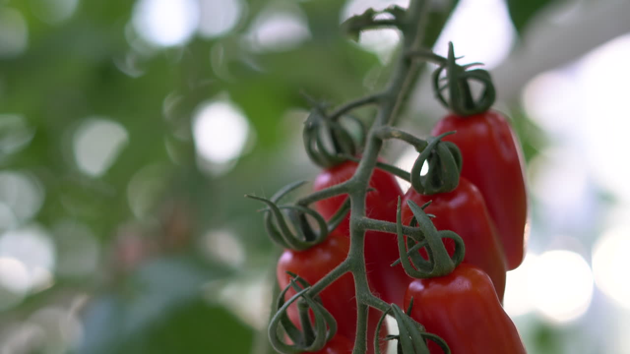 토마토 따기에 거의 익은