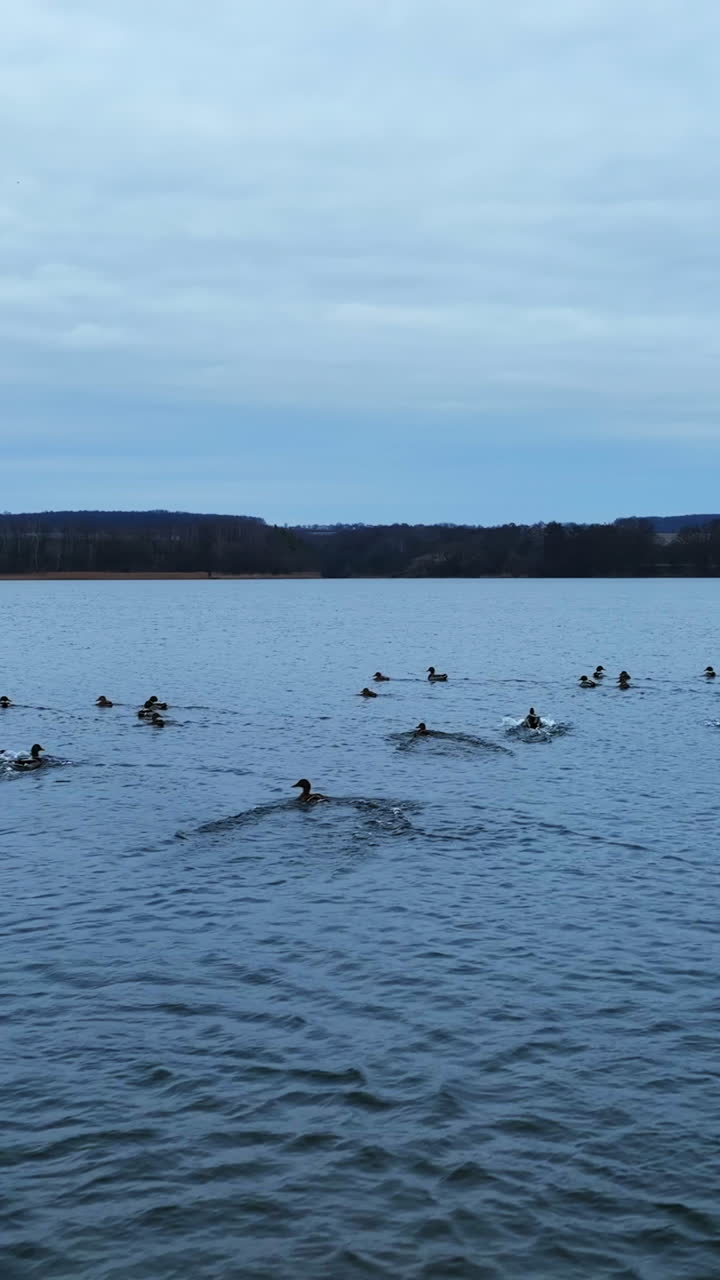 Some mallard duck rise into air and descend on the river again. Big group of aquatic birds resting on the water. Grey day backdrop. Vertical video