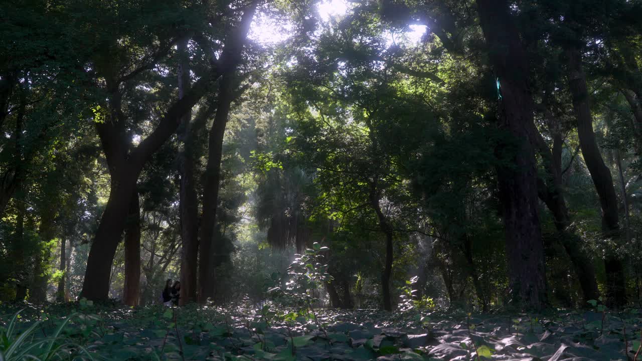 buenos aires espectacular y magico jardin botanico plano general