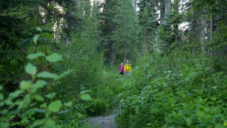 Front view of hiker couple walking on a pathway in the dense forest 4k