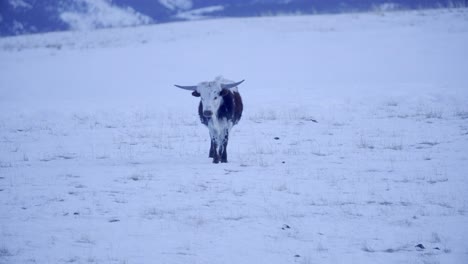 Texas-Longhorn-Rinder-Auf-Der-Verschneiten-Weide-Im-Winter