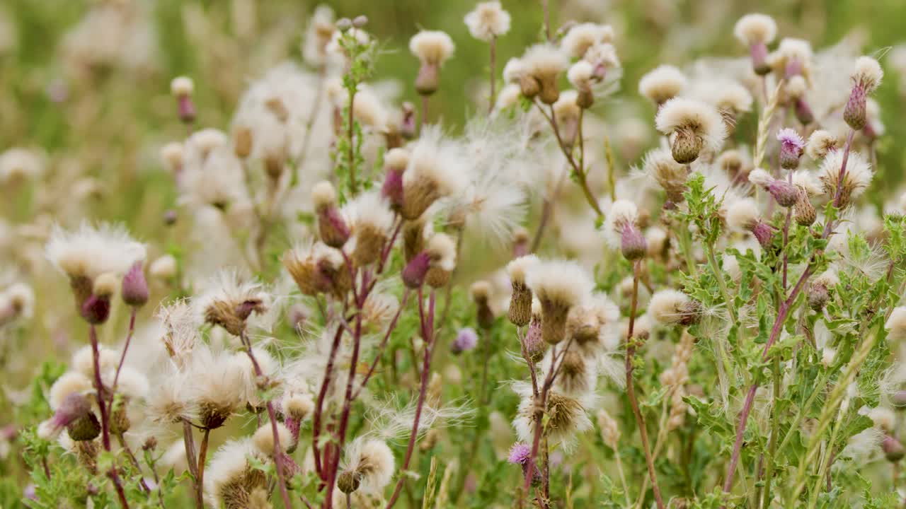 Close-up of thistle plants releasing seeds in a sunlit field, with gentle wind movement and soft natural lighting, captured in a steady wide shot