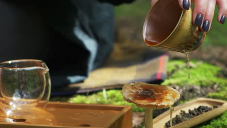 tea ceremony in the forest