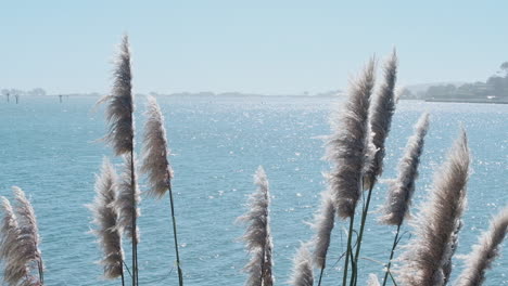 um tiro médio de um grupo de flores de grama de pampas acenando em câmera lenta