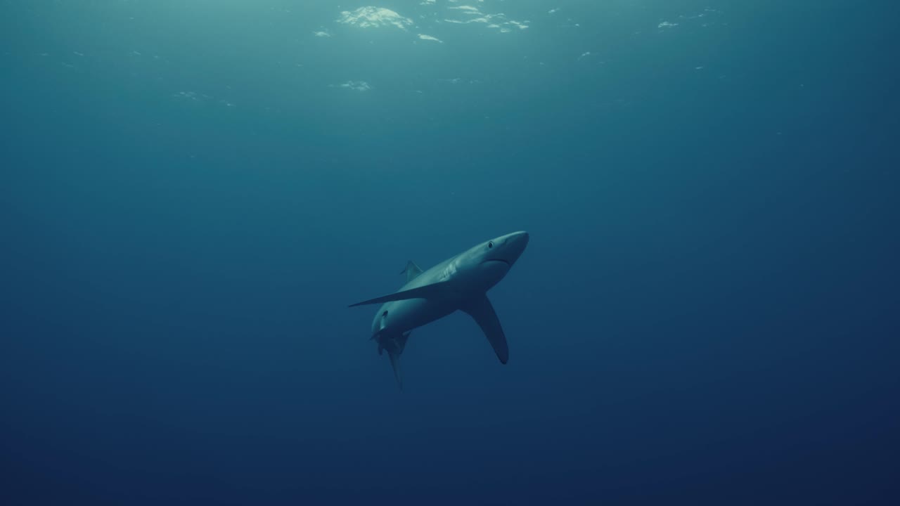 tiburón azul nadando sobre el buzo y acercándose a cámara lenta