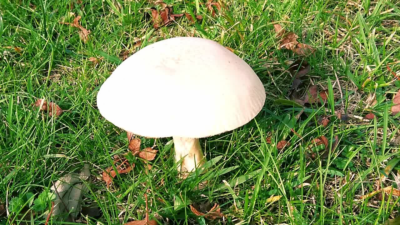 눈 덮인 왁스캡의 근접 촬영