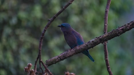 Thront-Auf-Einem-Kahlen-Ast-Kurz-Vor-Einbruch-Der-Dunkelheit-Nach-Links-Gerichtet,-Indochinesische-Walze-Coracias-Affinis,-Kaeng-Krachan-Nationalpark,-Thailand