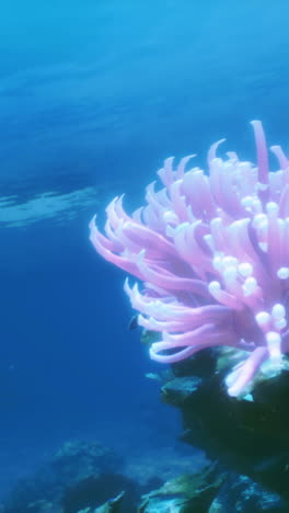 pink sea anemone underwater