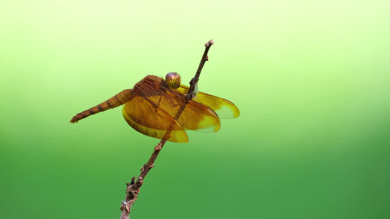 잠자리, coppertone velvetwing, neurothemis fluctuans