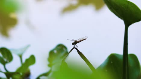 Nahaufnahme-Einer-Zarten-Kleinlibelle,-Die-Auf-Einem-Stiel-Sitzt-Und-Ihre-Komplizierten-Flügel-Und-Ihren-Schlanken-Körper-Mit-Bokeh-Hintergrund-Zum-Vorschein-Bringt